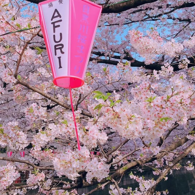 被隅田公園的櫻花美到失語🌸 東京賞櫻天花板