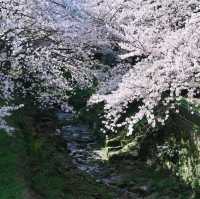 🌸新山公園 𓅹‬𓂃˒