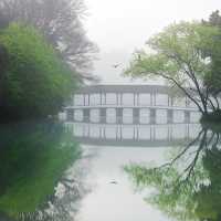 西湖嘅春天，連空氣都瀰漫住綠色嘅味道。