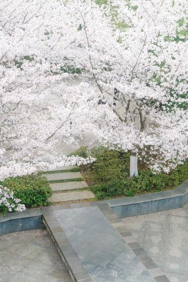 避開人潮！邂逅武漢王家墩公園的夢幻櫻海