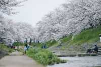 Discover the Hidden Cherry Blossom Gem of Saho River in Nara