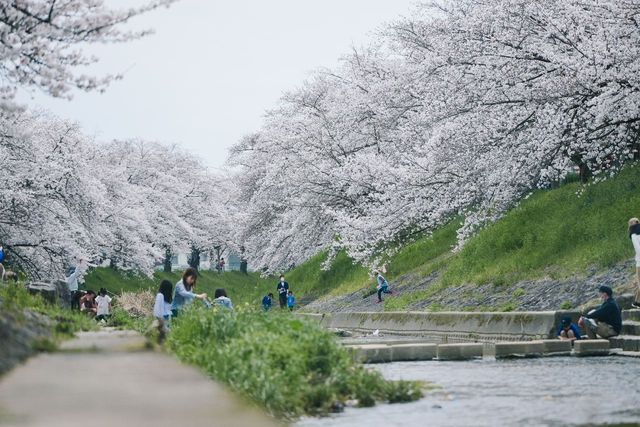 Discover the Hidden Cherry Blossom Gem of Saho River in Nara
