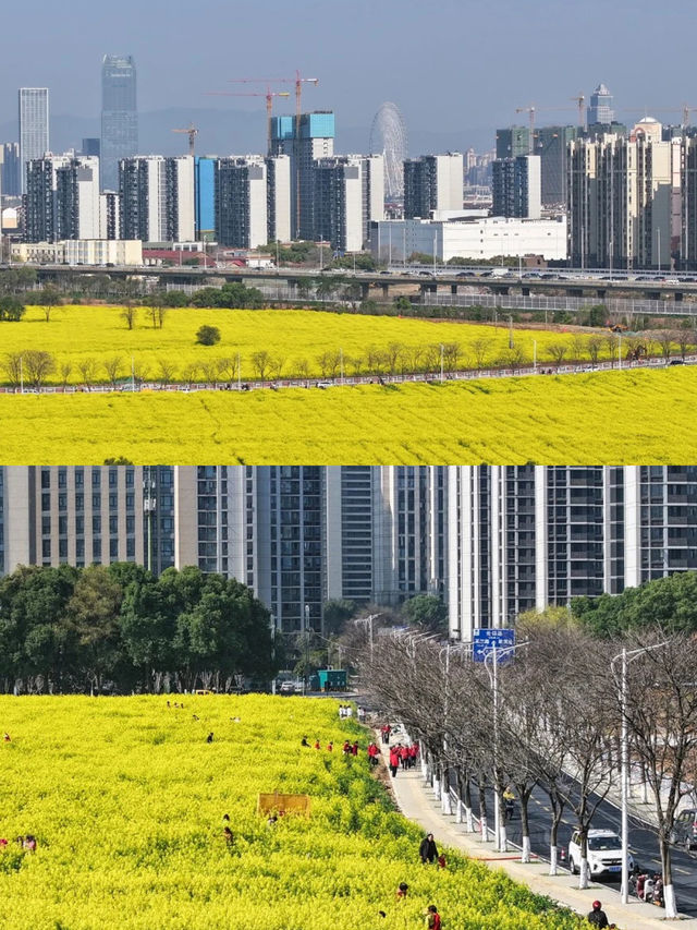 浪漫又驚艷！南昌春日賞花攻略來了！