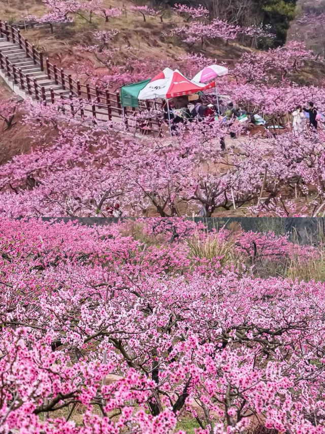 成都龍泉賞桃花攻略！3 條路線直接抄作業
