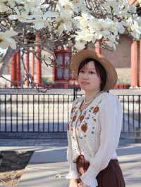 京城限定普渡寺玉蘭花