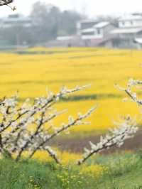 冷門賞桃花勝地