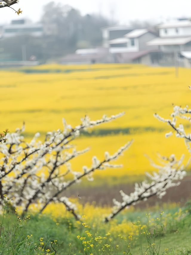 冷門賞桃花勝地