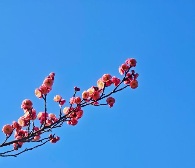 春日當然要去中山公園賞花啦