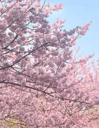 武漢大學櫻花城堡｜櫻花綻放的春日浪漫