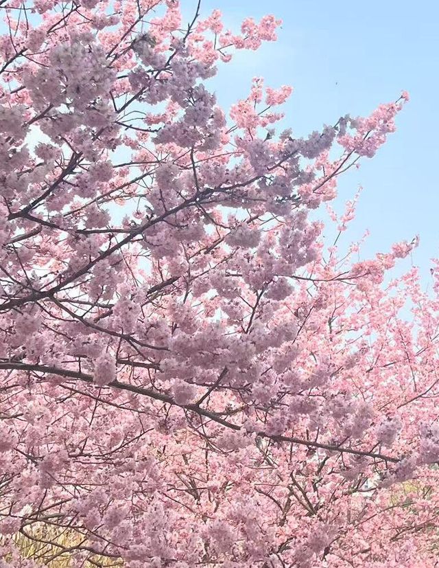 武漢大學櫻花城堡｜櫻花綻放的春日浪漫