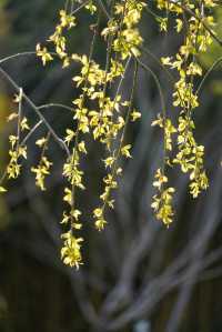 上海大寧公園的鬱金香已到盛花期