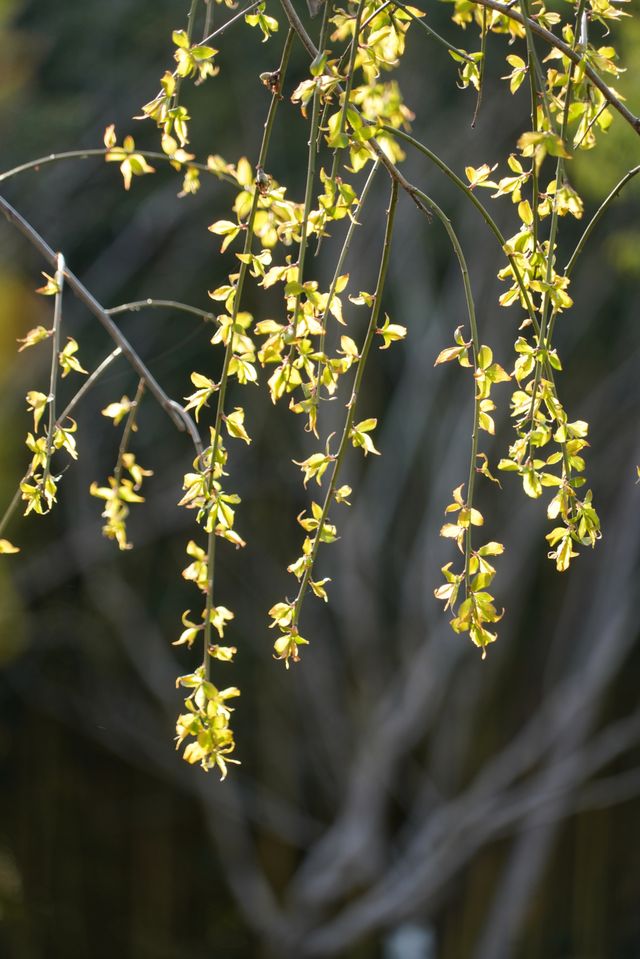 上海大寧公園的鬱金香已到盛花期