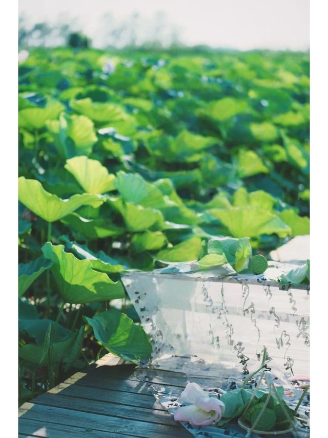 被瘋狂查詢的興化賞荷攻略 拍照超絕