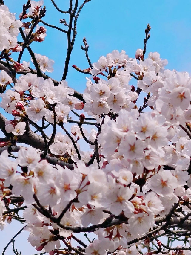 濰坊賞櫻 | 1日打卡3大賞櫻寶藏地