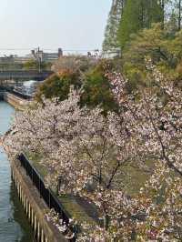 🌸大阪櫻之宮，抓住2025櫻花的浪漫尾巴