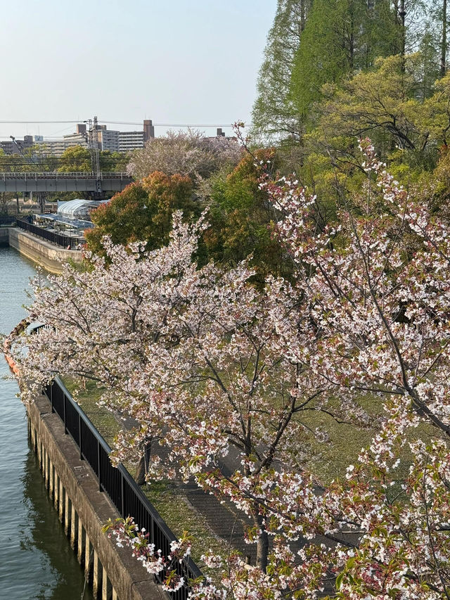 🌸大阪櫻之宮，抓住2025櫻花的浪漫尾巴