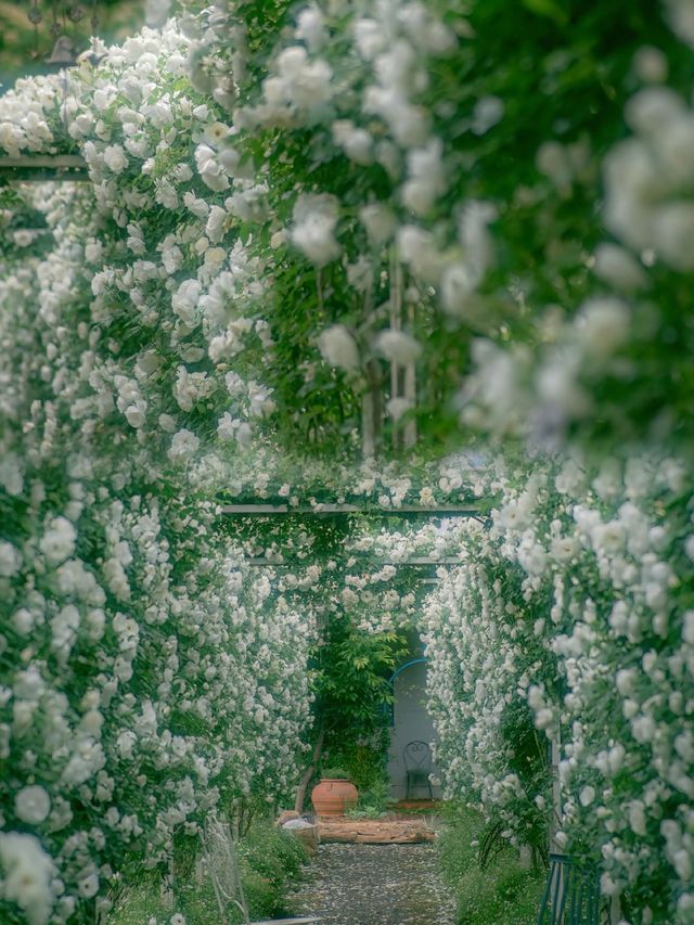 治癒系風景｜雲南｜呈貢的莫奈花園