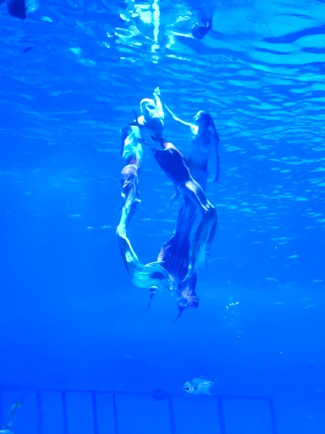 上海海昌520限定浪漫必鎖嘅海洋心動