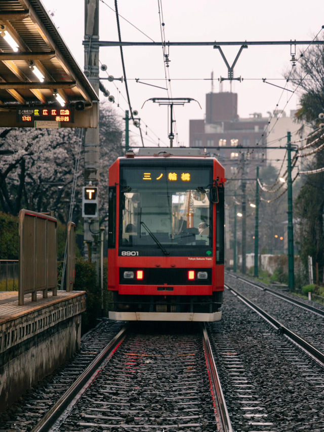 東京 | 搭乘昭和風情的櫻花電車🌸