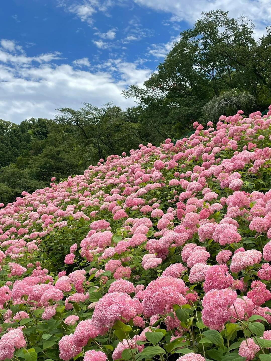 寶子們，東京都あきる野市的わんダフルネイチャーヴィレッジ（wonderful nature village） ，絕對是繡球花愛好者的夢幻之地！

園內種植了15000株繡球花 ，色彩豐富多樣，藍、紫、粉、白等各種顏色交相輝映，簡直像掉入了繡球花的海洋。

不僅如此，這裡對寵物超友好 ，有狗狗游泳池，還有能帶狗狗的餐廳，帶著毛孩子一起來也完全沒問題。當天還可能遇到攝制組取景，說不定能偶遇明星呢~

交通方面，可在JR五日市線「武藏引田」站下車，步行約21分鐘到達，不過更推薦自駕前往 。找個週末，來這裡沉浸在繡球花的絢麗世界，度過一段美好時光吧！#繡球花 