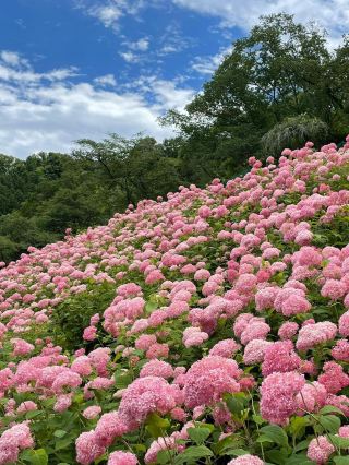 Tokyo's Hydrangea Festival