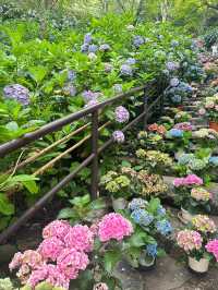 奈良長谷寺 | 繡球花的古寺雅韻