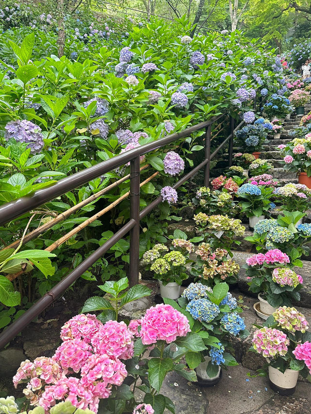 奈良長谷寺 | 繡球花的古寺雅韻