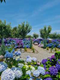 🌸濟州島西歸浦市繡球花園 | 夏日限定浪漫
