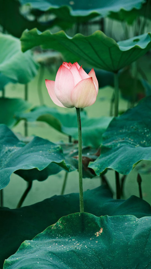 喺廈門，赴一場繁花之約 | 從錦江之星開始