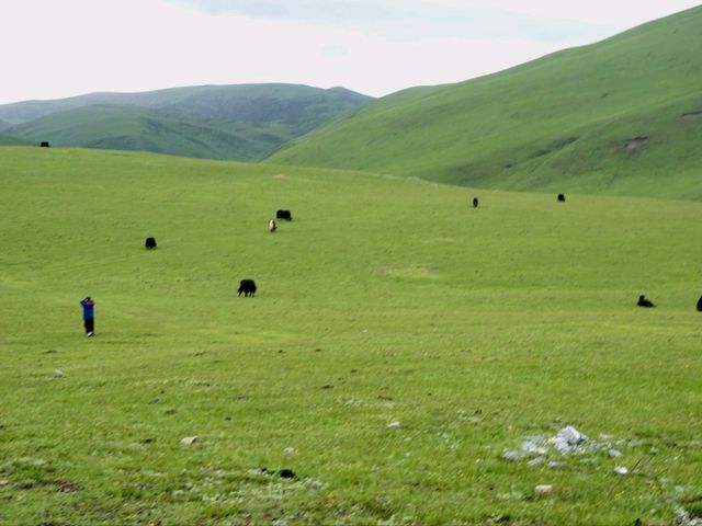 🚗 Into the Green: A Scenic Journey from Ngawa to Mai’erma 🌿