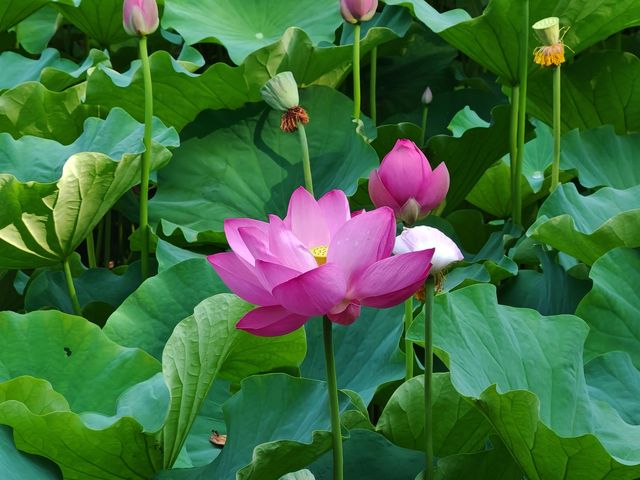 金鷹山莊賞荷