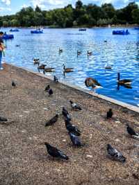 海德公園1日暴走！天鵝船倫敦靈魂免費攻略！