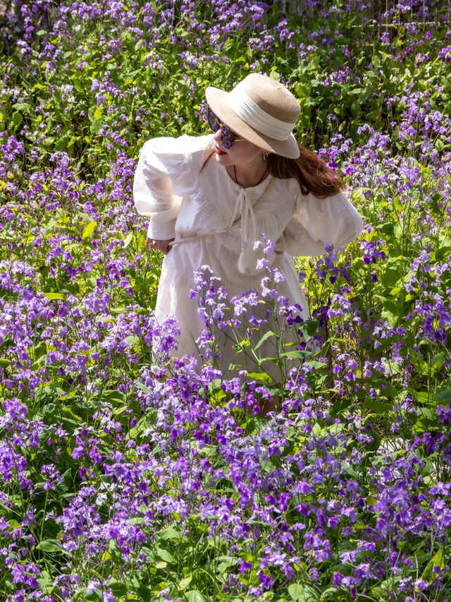 大連闖入莫奈花園！這片紫色花海美到失語～