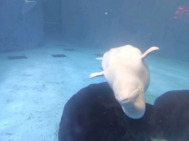 成都極地海洋公園深度漫遊指南｜避開人潮的私房攻略