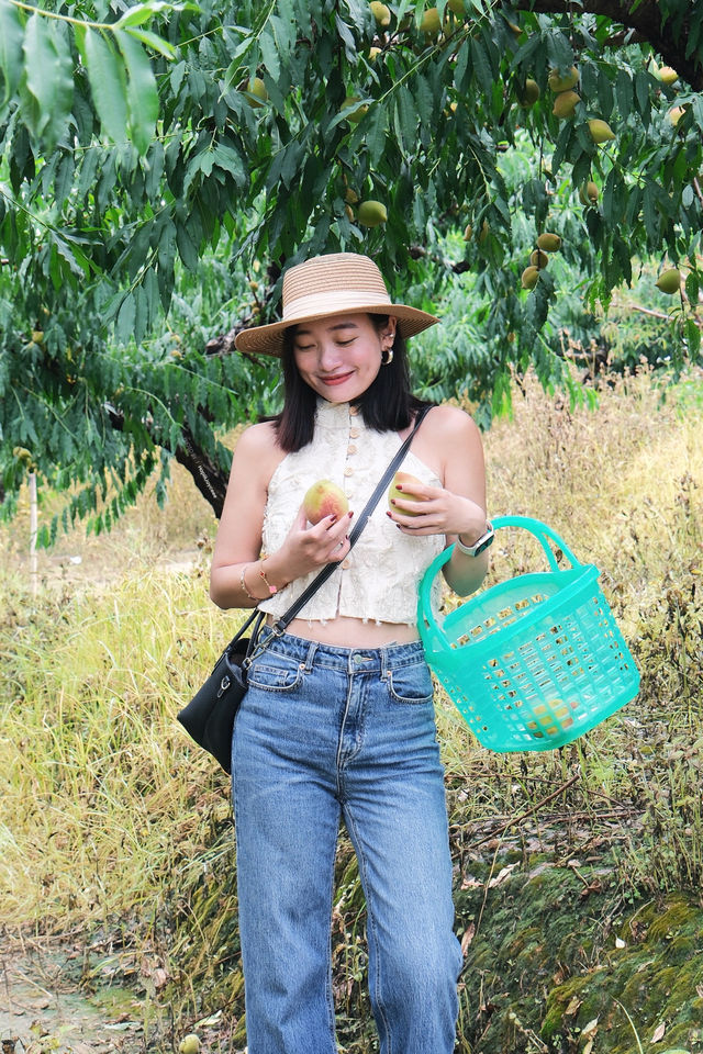 清遠英德摘鷹嘴桃，睇一篇攻略就夠啦