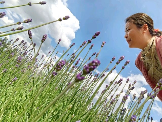薰香滿滿富田農場