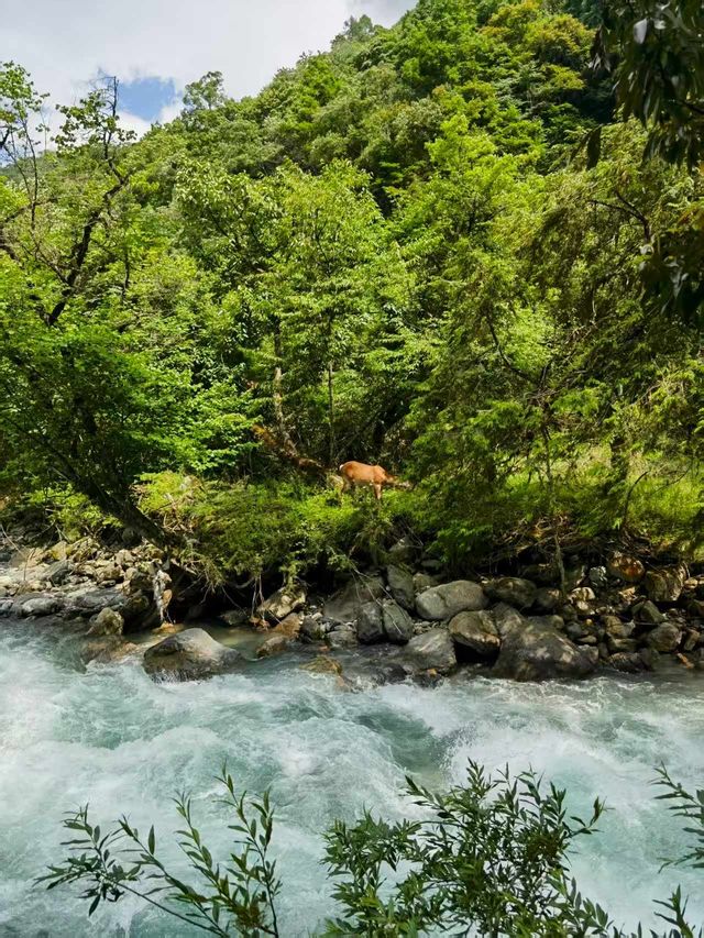 喇叭河｜濾鏡碎咗一地，綠野滿分，童話零分||