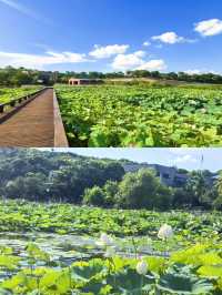 蘇州裸心泊,上海周邊夏日玩水嘅快樂源泉