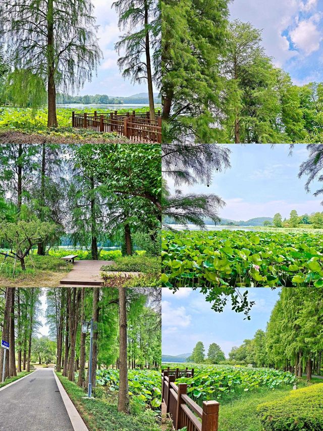 蜂戲荷間繪綺夢,夏日荷塘詩意濃 蜂戲荷間繪綺夢,夏日荷塘詩意濃