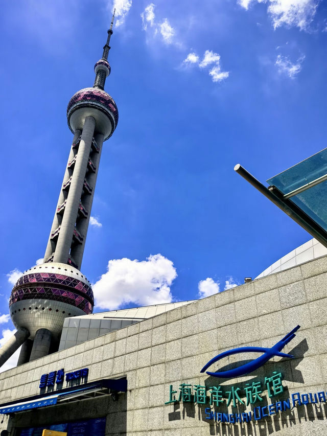 海底星辰，上海海洋水族館