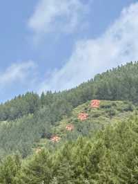 綠海無垠——塞罕壩森林公園