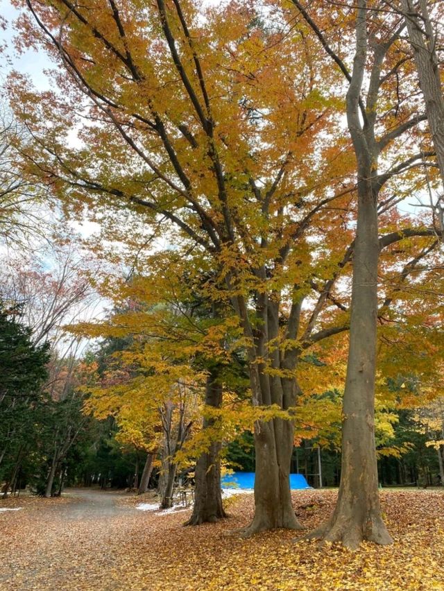 札幌秋景美食溫泉行程攻略🍁