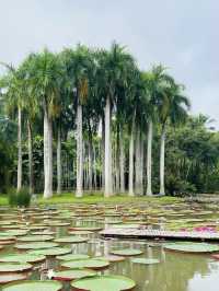 西雙版納｜在中科植物園假裝熱帶冒險家