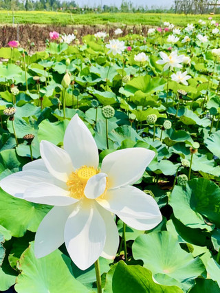 ซิมโฟนีแห่งเทคโนโลยีและดิน: สวนสาธิตการเกษตรสมัยใหม่ Zhuozheng Shennong