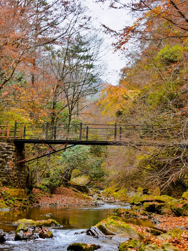 免門票|漢中黎坪紅葉即將進入最佳觀賞期