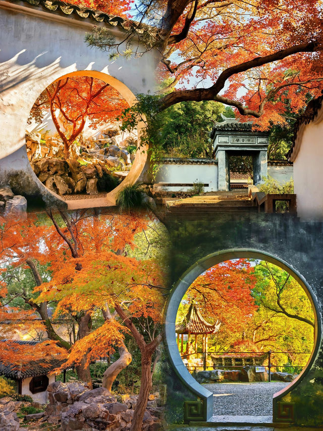 拙政園的秋，是楓葉紅透了窗欞，連風都帶著詩意