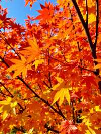日光紅葉季終極攻略｜私藏賞楓秘境大公開！