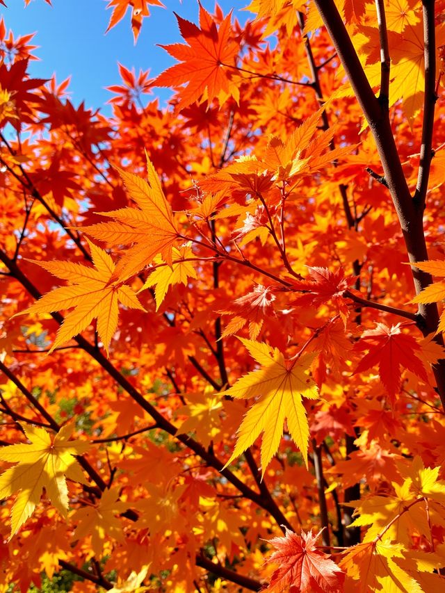 日光紅葉季終極攻略｜私藏賞楓秘境大公開！