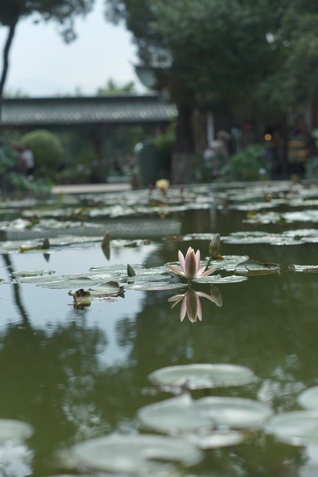 昆明大觀公園｜闖入油畫世界的神仙秘境