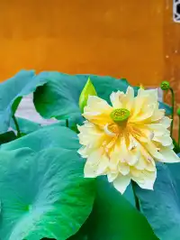 上海出發｜天台山大瀑布+國清寺一日遊攻略
